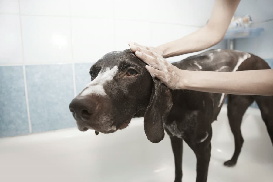 Baño y cuidado de mascotas