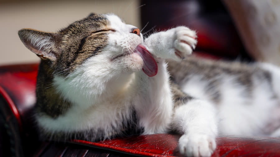 Gato después de su peluquería en Clínica Veterinaria Pehuenco