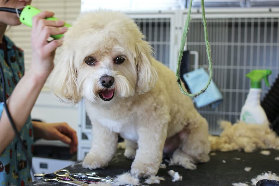 Perro después de su peluquería en Clínica Veterinaria Pehuenco