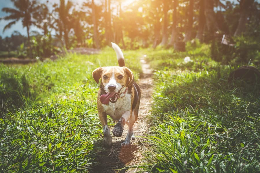 Perro sano corriendo al aire libre